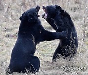 주먹으로 야생 흑곰 때려눕힌 미국 여성.."도망친 곰 사살"