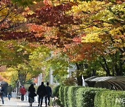 가로수 물든 전주