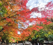 '제주 한라산도 단풍 물결'