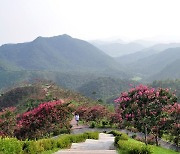 백일홍 만개했던 울진 도화동산 다시 볼 수 있다