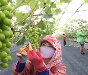 경산시 "명품 경산포도 명성 이어가자"