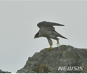 인천 백령도 야생 매 사체서 고병원성 AI 검출..올해 인천 '첫 사례'