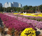 포항 '뱃머리마을 꽃밭' 국화 전시..국화 500여본