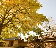 보령 청라면서 29∼30일 제8회 청라 은행마을 축제