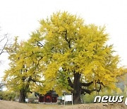 1회 세종 임난수 은행나무제 개최..천연기념물 지정 기념