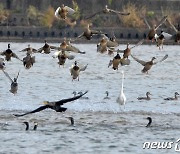 철새 벌써 83만마리..AI 전파우려 '오리과' 전년보다 26% 늘어