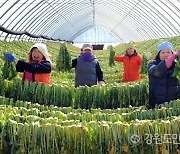 청춘양구펀치볼시래기사과축제 29~30일 해안면서 열린다