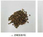 강원도농업기술원, 쓴메밀 함유 숙취 해소용 조성물 특허출원..쓴메밀 일반메밀 보다 루틴 70배 높아