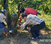 '김해 진영단감 시배지' 경남도, 기념물 지정 추진