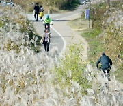 따뜻한 햇살에 억새길 산책 나선 시민들