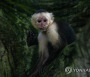 NICARAGUA ANIMALS