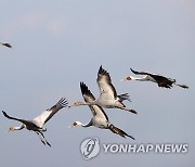 재두루미 선발대 주남저수지 도착