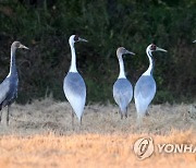 재두루미 선발대 주남저수지 도착