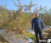 충주시 '사과 최고 명인' 4명 선정..충주사과 우수성 홍보