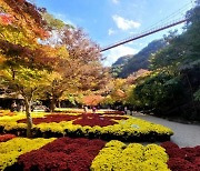 순창 강천산군립공원, 가을의 선물 ‘애기단풍’ 이번 주말에 절정