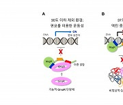 치사율 20% 식중독균 '리스테리아'..인체감염 기전 찾았다