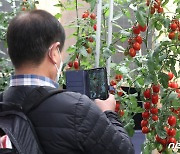 스마트하게 기르는 방울토마토