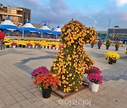 가을바다와 어우러지는 보령 대천해수욕장 국화전시회로 오세요!