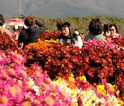 수백만 국화 향이 당신을 부른다…서산 고북면 국화축제