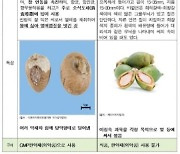 '죽음의 열매' 빈랑 수입? 한약재는 '빈랑자'…"엄연히 달라, 안전"