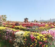 서산, 늦가을 정취 국화정원에서 만끽하세요