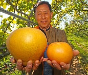 산청서 기존 배보다 3~4배 큰 대왕배 수확 '눈길'