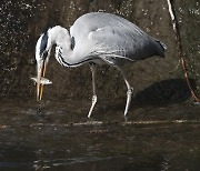 SPAIN NATURE ANIMALS