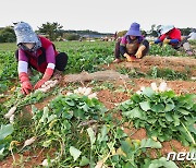 해풍 맞고 자라 ‘아삭아삭’ 태안 황토 총각무 본격 출하