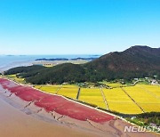 인천시, 석모도 칠면초 해안길 조성 박차