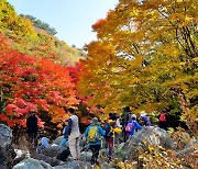 한라산 천아계곡 단풍 절정