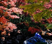 한라산 자락에 내려앉은 단풍