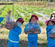 [통영소식] 시,  꼬마농부 고구마 수확체험 운영 등