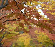 울산 주말 동안 대체로 흐림