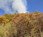 담양 야산서 산불 발생…산림당국 진화 중