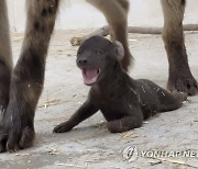 Hattiesburg Zoo Baby Hyena