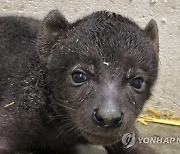 Hattiesburg Zoo Baby Hyena