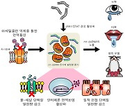 KAIST, 자가면역질환 진단·치료제 개발 앞장...'쉐그렌 증후군' 발병 메커니즘 규명