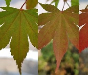 [포토에세이] 아름다움의 비밀