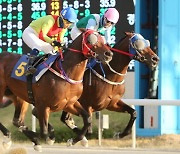 단거리 최강馬 ‘어마어마’ 국제신문배 우승