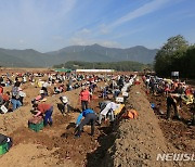 '진흙 속의 보물' 연근 캐러 밀양 어때요?