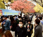 문경사과축제에 38만명 방문 200톤 판매