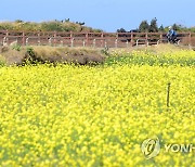 가을에도 피는 유채꽃