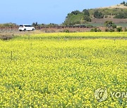 가을에도 피는 유채꽃