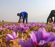 INDIA KASHMIR AGRICULTURE SAFFRON