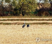 세종시 장남들 찾은 흑두루미