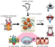 KAIST, 희소난치성 자가면역질환 '쉐그렌 증후군' 발병구조 규명