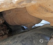 '엎어진' 경주 남산 열암곡 마애불 세우기 본격화하나