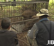 사람에게 달려든 멧돼지..포획단 1명 부상