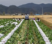 해풍 맞고 자란 영덕 가을배추 대만에 440t 수출