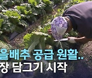 가을배추 공급 원활.. 김장 담그기 시작